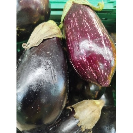 Aubergine