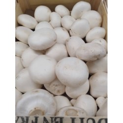 Champignons blancs