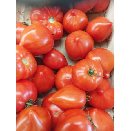 Tomate de Marmande