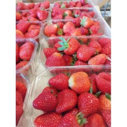 Fraise Cléry - Barquette de 500 gr