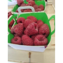 Framboise - Barquette de 125 gr