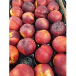 Nectarine PROMO