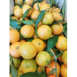 Mandarine  Orri